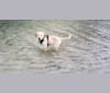 Kilo, a Labrador Retriever and Golden Retriever mix tested with EmbarkVet.com