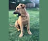 Photo of Tucker, a German Shepherd Dog, Belgian Malinois, and American Bully mix in Texas, USA