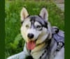 Akira, a Siberian Husky and Alaskan Malamute mix tested with EmbarkVet.com