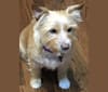 Photo of Penny (Dreadful), a Yorkshire Terrier, Australian Cattle Dog, Chihuahua, and Chinese Shar-Pei mix in Houston, Texas, USA
