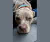Photo of Tammy, an American Pit Bull Terrier and Boxer mix in Charlotte, North Carolina, USA