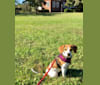 Tony, a Beagle and Chihuahua mix tested with EmbarkVet.com
