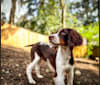 Gunner, an English Springer Spaniel tested with EmbarkVet.com
