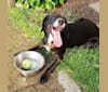 Renicks, a Labrador Retriever and Beagle mix tested with EmbarkVet.com