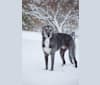 Photo of Iggy, a Greyhound, Whippet, Borzoi, and Mixed mix in Oronoco, Minnesota, USA