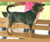 Photo of Tadpole, an American Leopard Hound  in Markle, IN, USA