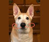 Kyoto, a German Shepherd Dog and Siberian Husky mix tested with EmbarkVet.com