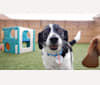 Burt Reynolds, a Labrador Retriever and Beagle mix tested with EmbarkVet.com
