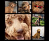 Photo of Charlie, a Goldendoodle  in Pomona, CA, USA
