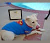 Cody, a Miniature Schnauzer and Rat Terrier mix tested with EmbarkVet.com