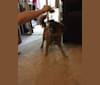 Bradley, a Chihuahua and Boxer mix tested with EmbarkVet.com