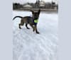 Kona, a Siberian Husky and German Shepherd Dog mix tested with EmbarkVet.com