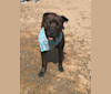 River, an American Pit Bull Terrier and American Staffordshire Terrier mix tested with EmbarkVet.com