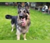 Marshall, a German Shepherd Dog tested with EmbarkVet.com
