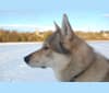 Ayasca, a German Shepherd Dog and Siberian Husky mix tested with EmbarkVet.com