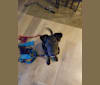Photo of Roux, a Doberman Pinscher, Airedale Terrier, German Shepherd Dog, and Mixed mix
