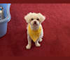 Buddy, a Maltese and Chihuahua mix tested with EmbarkVet.com