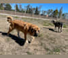 Fedra/Kira, a Spanish Mastiff tested with EmbarkVet.com