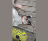 Charlie Boy, a Saint Bernard and American Pit Bull Terrier mix tested with EmbarkVet.com