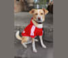 Rocko, a Rat Terrier and Chihuahua mix tested with EmbarkVet.com
