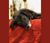 Riley, a Poodle (Small) and Shetland Sheepdog mix tested with EmbarkVet.com