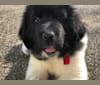 Photo of Luna, a Newfoundland  in Drumore, PA, USA