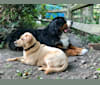Harper, a Labrador Retriever and American Pit Bull Terrier mix tested with EmbarkVet.com