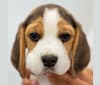 Dutch, a Beagle tested with EmbarkVet.com