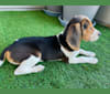 Shehebar, a Beagle tested with EmbarkVet.com