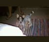 Photo of Meeka, an Australian Cattle Dog, Beagle, and Australian Shepherd mix in Springfield, MO, USA