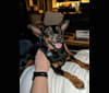 Sadie, a Miniature Pinscher and Chihuahua mix tested with EmbarkVet.com