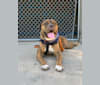 Bruce, an American Pit Bull Terrier and American Staffordshire Terrier mix tested with EmbarkVet.com