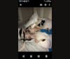 Photo of cayden, an American Pit Bull Terrier, American Bulldog, and Perro de Presa Canario mix in Jacksonville, Florida, USA