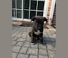 Photo of Theo, an American Pit Bull Terrier, American Staffordshire Terrier, and German Shepherd Dog mix in Wilmington, North Carolina, USA
