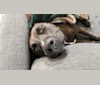 Zion, an American Pit Bull Terrier and Doberman Pinscher mix tested with EmbarkVet.com