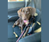 Molly, a Boykin Spaniel and American Foxhound mix tested with EmbarkVet.com