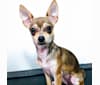 Saber, a Chihuahua tested with EmbarkVet.com