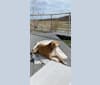 Macie, a Staffordshire Terrier and English Springer Spaniel mix tested with EmbarkVet.com
