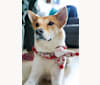 Mui mui, a Vietnamese Village Dog tested with EmbarkVet.com