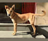 Ruby, a South Asian Village Dog tested with EmbarkVet.com