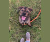 Denver, a Rottweiler and Alaskan Malamute mix tested with EmbarkVet.com