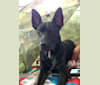 Rose (aka..Rosita, Puddin, Chupacabra), a Staffordshire Terrier and German Shepherd Dog mix tested with EmbarkVet.com