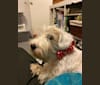 Marceline, a Sealyham Terrier tested with EmbarkVet.com
