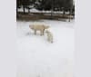 Photo of Remnar, a Maremma Sheepdog  in Waupaca, Wisconsin, USA