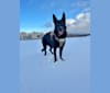 Wren, a German Shepherd Dog tested with EmbarkVet.com