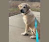 Lennox, a Great Pyrenees tested with EmbarkVet.com