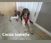 Bella, a Poodle (Standard) tested with EmbarkVet.com