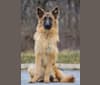 Oriana, a German Shepherd Dog tested with EmbarkVet.com