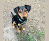 MOLLY LEE, a Russell-type Terrier and Miniature Pinscher mix tested with EmbarkVet.com