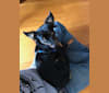 Rivington, a Chihuahua and Miniature Pinscher mix tested with EmbarkVet.com